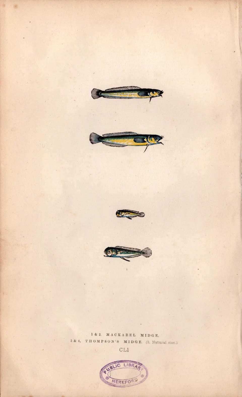 Mackerel Midge  Rockling 1868 Antique Johnathan Couch Engraving.