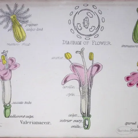 Valerianaceae Botanical Flower Diagram Rare Antique First Edition Illustration-48