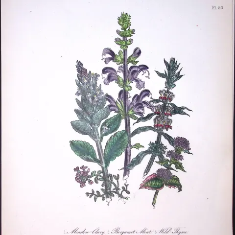 Rare 165-Yr-Old Antique Wildflower Gilt-Edged Illustration Jane Webb Loudon-50.