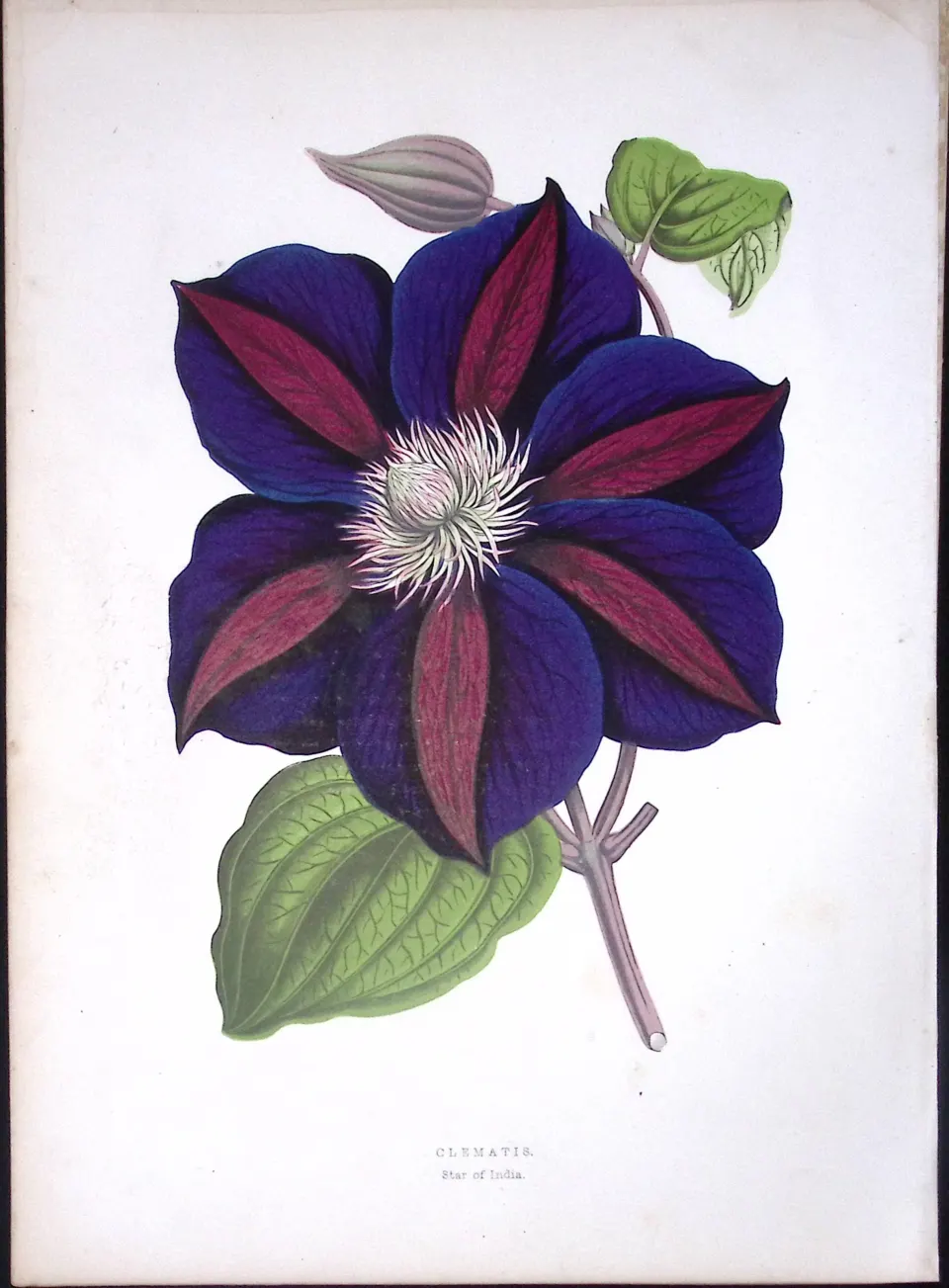 Clematis Flower Antique Shirley Hibbard Greenhouse Coloured Print-25