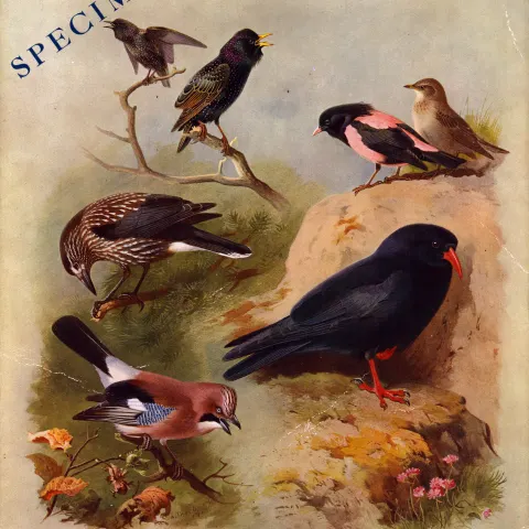 Thorburn Antique Scarce 1st Edition Bird Rare Print Marked 'SPECIMEN'-19a.