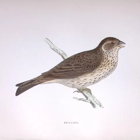 Bunting Rev Morris Antique History of British Birds 130 Years-Old Engraving-185