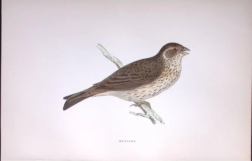 Bunting Rev Morris Antique History of British Birds 130 Years-Old Engraving-185