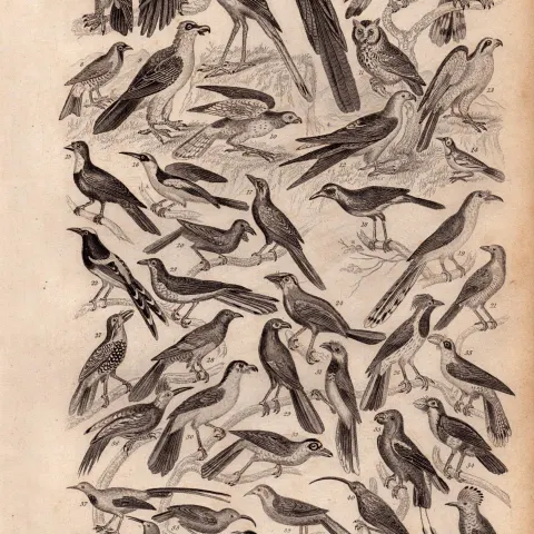 Ornithology Study of Birds 48 Illustrations Antique 154 Yrs-Old Steel Engraving -11.