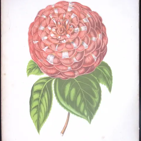 Camellia Flower Antique Shirley Hibbard Greenhouse Coloured Print-31