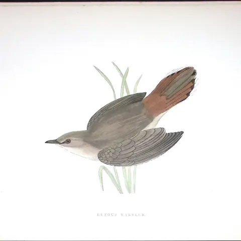 Rufous Warbler Rev Morris Antique History of British Birds 130 Years-Old Engraving-116