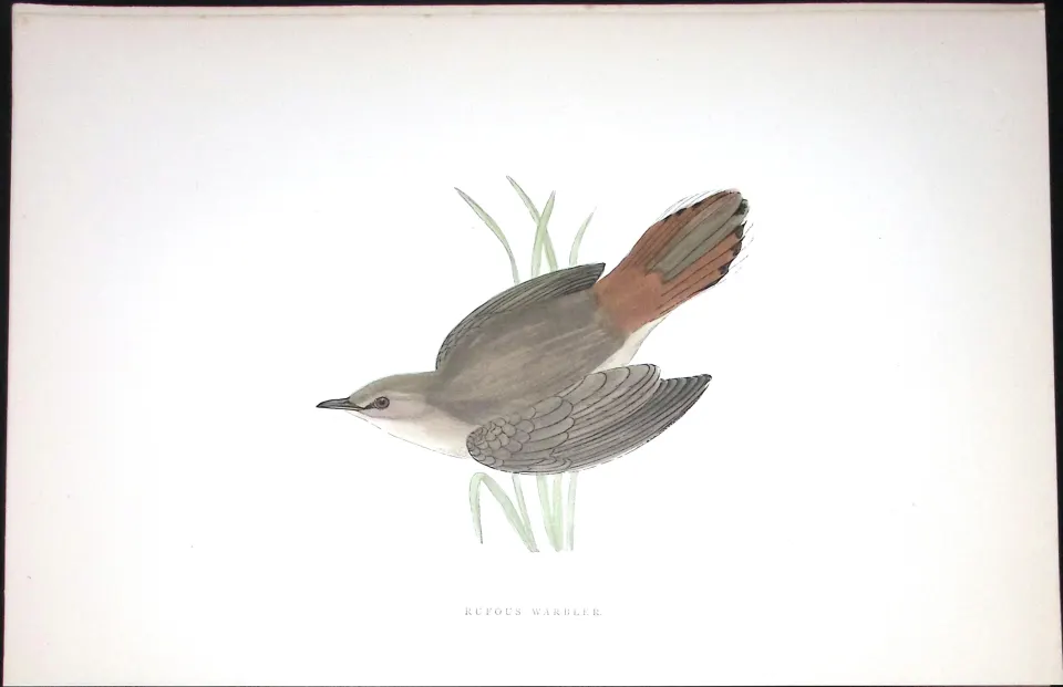 Rufous Warbler Rev Morris Antique History of British Birds 130 Years-Old Engraving-116