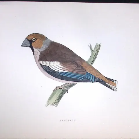 Hawfinch Rev Morris Antique History of British Birds 130 Years-Old Engraving-54