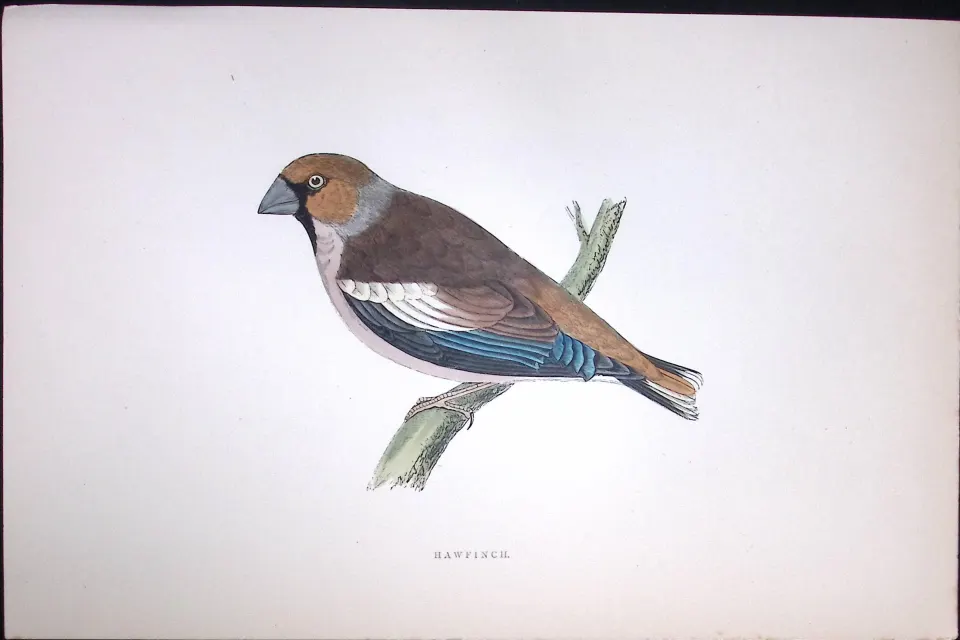 Hawfinch Rev Morris Antique History of British Birds 130 Years-Old Engraving-54