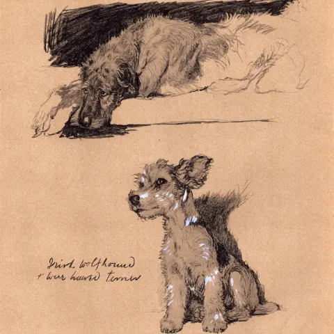 Cecil Aldin Vintage Dog Illustrations Irish Wolfhound & Wire Haired Terrier-3.
