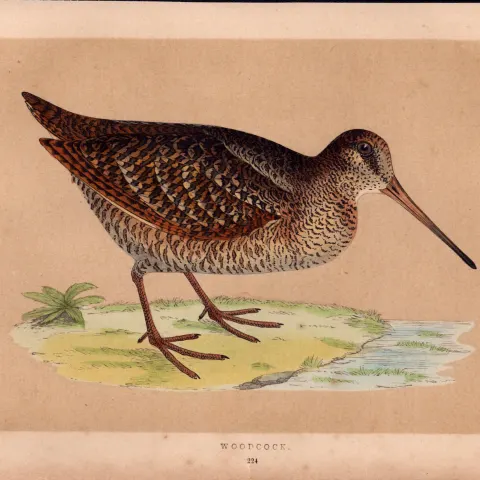 Woodcock Rev Morris Antique History of British Birds Engraving.