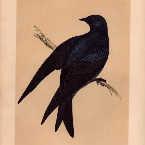 Purple Martin Rev Morris Antique History of British Birds Engraving.