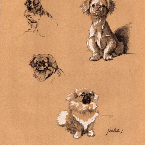 Cecil Aldin Vintage Dog Illustrations Selection of Pekinese-27.