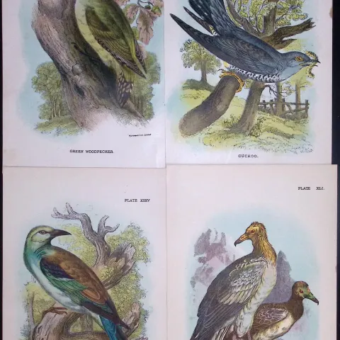 Job-Lot Lloyds Birds Vulture, Roller, Cuckoo, Woodpecker 130 Yrs-Old Antique Engravings-7