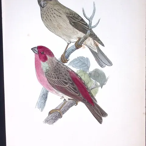 Scarlet Bullfinch Rev Morris Antique History of British Birds 130 Years-Old Engraving-57