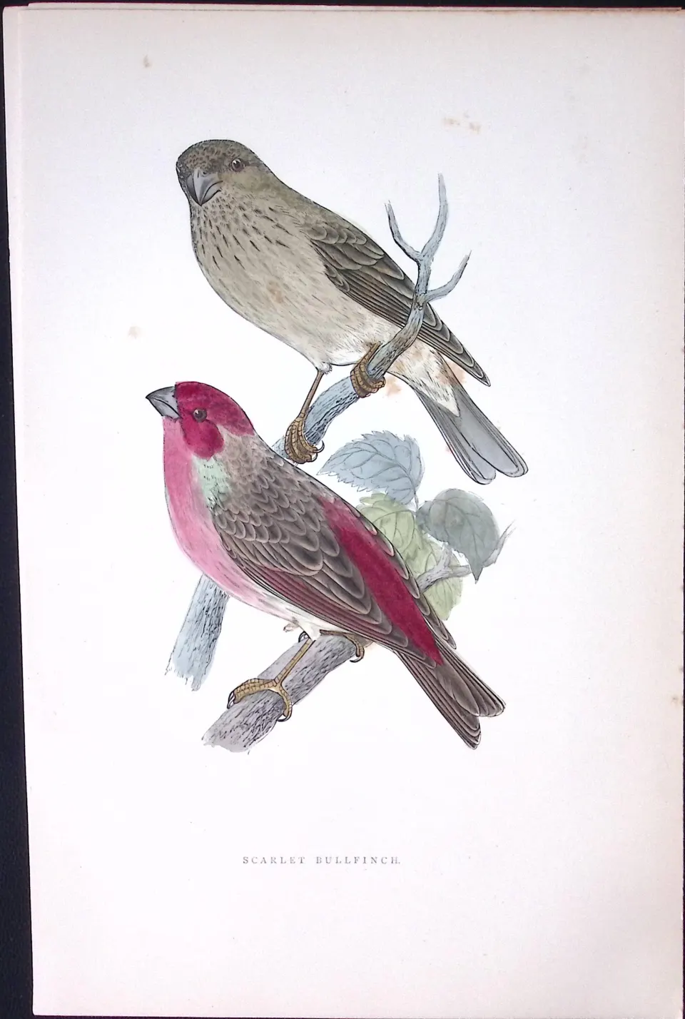 Scarlet Bullfinch Rev Morris Antique History of British Birds 130 Years-Old Engraving-57