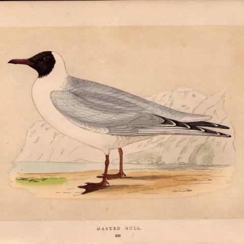 Masked Gull Rev Morris Antique 1857 History of British Birds Engraving.