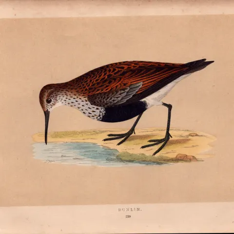 Dunlin Rev Morris Antique History of British Birds Engraving.