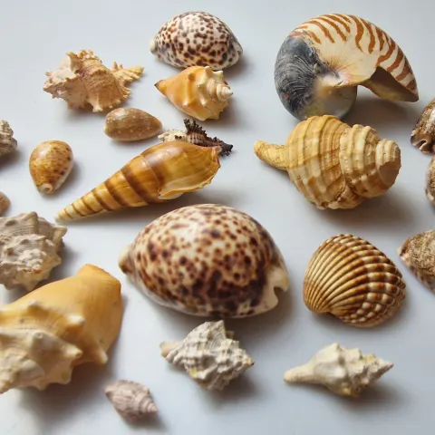 Collection of Sea Shells