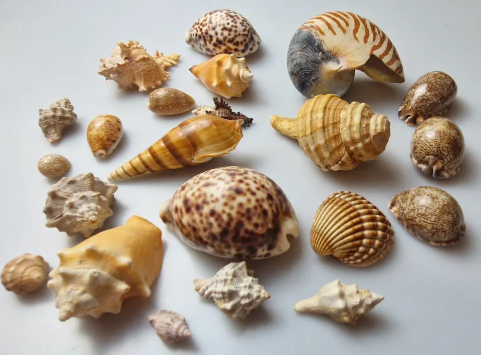 Collection of Sea Shells