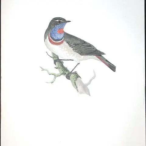 Bluebreast Rev Morris Antique History of British Birds 130 Years-Old Engraving-99
