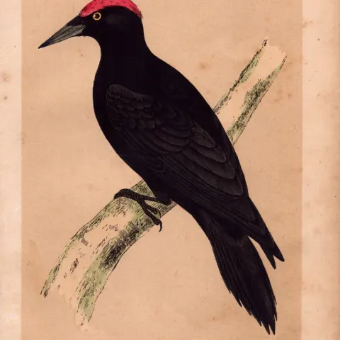 Black Woodpecker Rev Morris Antique History of British Birds Engraving.