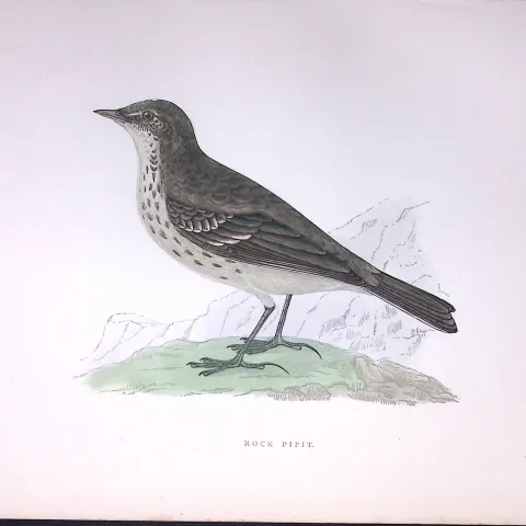 Rock Pipit Rev Morris Antique History of British Birds 130 Years-Old Engraving-175