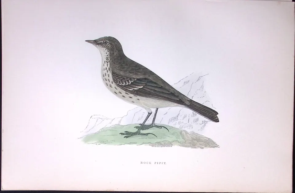 Rock Pipit Rev Morris Antique History of British Birds 130 Years-Old Engraving-175