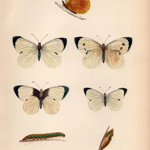 Large White Hand Coloured Antique Butterfly Plate Rev Morris-24.