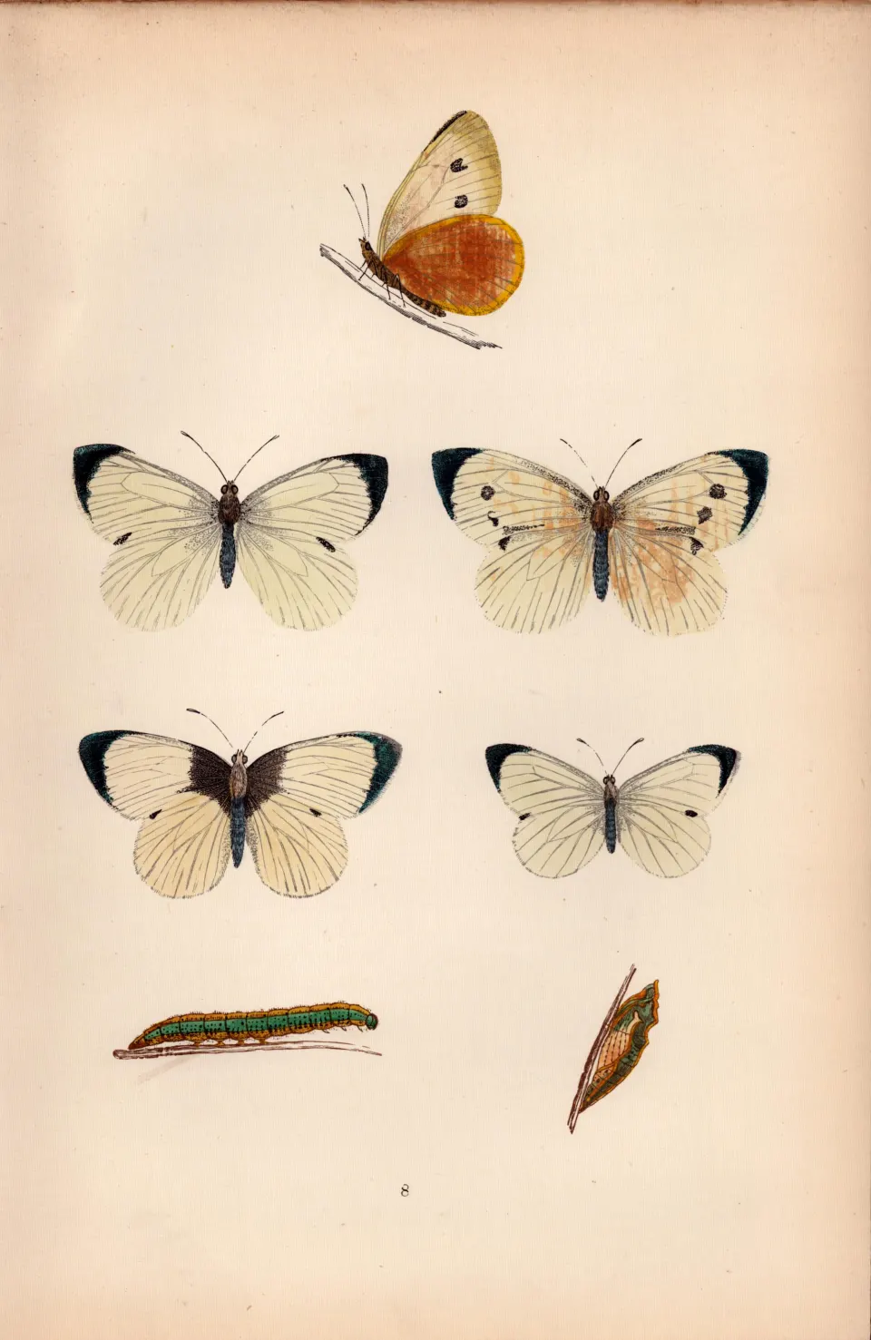 Large White Hand Coloured Antique Butterfly Plate Rev Morris-24.