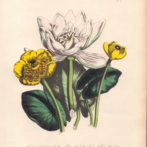 Rare 165-Yr-Old Antique Wildflower Gilt-Edged Illustration Jane Webb Loudon -5