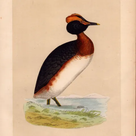 Dusky Grebe Rev Morris Antique History of British Birds Engraving.