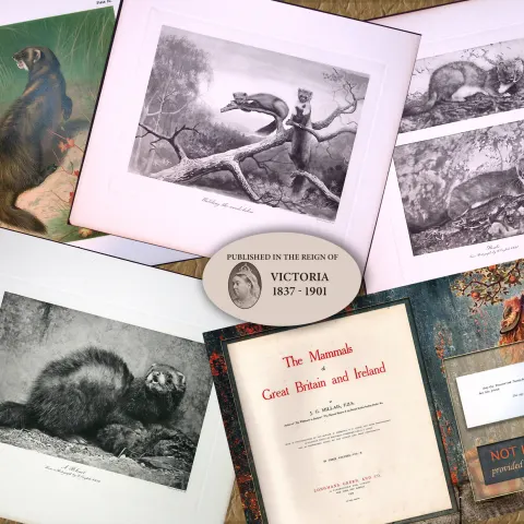Job-Lot J.G. Millais Rare Limited-Edition Polecat Family Species Antique Prints-21