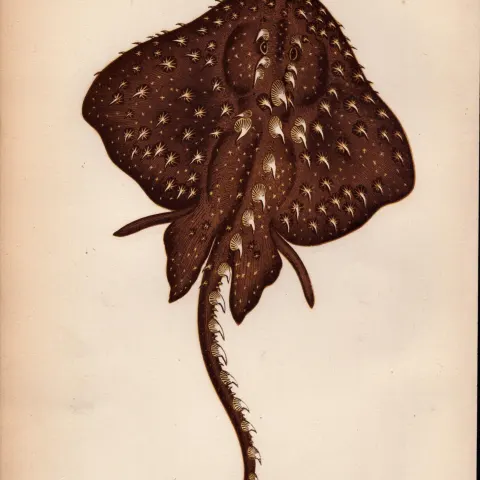 Starry Ray 1869 Antique Johnathan Couch Coloured Engraving.