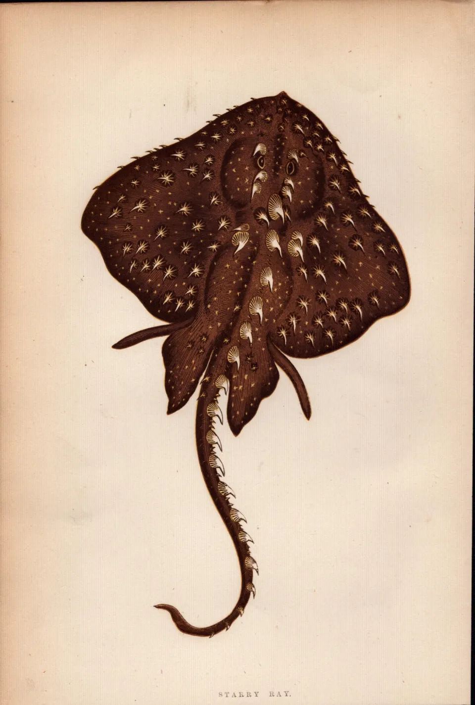 Starry Ray 1869 Antique Johnathan Couch Coloured Engraving.