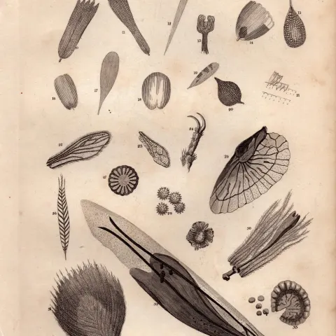 Microscopic Objects Marine Sea Life Antique 154 Yrs-Old Steel Engraving -2.