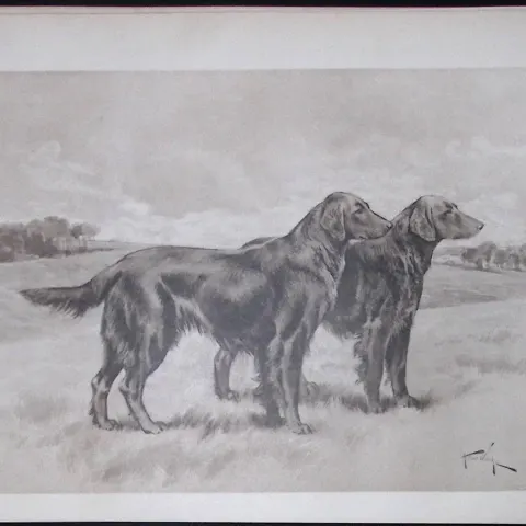 Pair Waxy Coated Retrievers Antique Book Plate Rawdon Lee Modern Dogs 1906-61