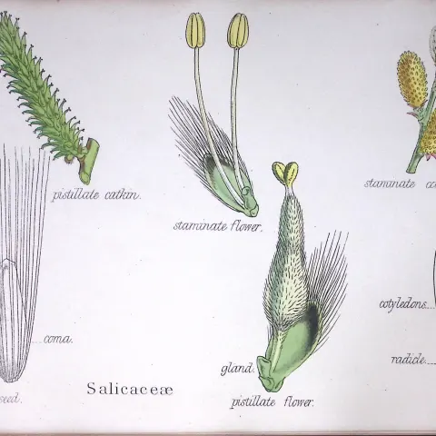 The Willow Family Botanical Flower Diagram Rare Antique First Edition Illustration-86