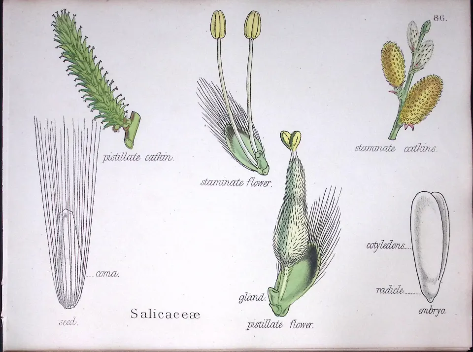 The Willow Family Botanical Flower Diagram Rare Antique First Edition Illustration-86