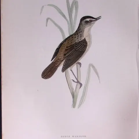 Sedge Warbler Rev Morris Antique History of British Birds 130 Years-Old Engraving-110
