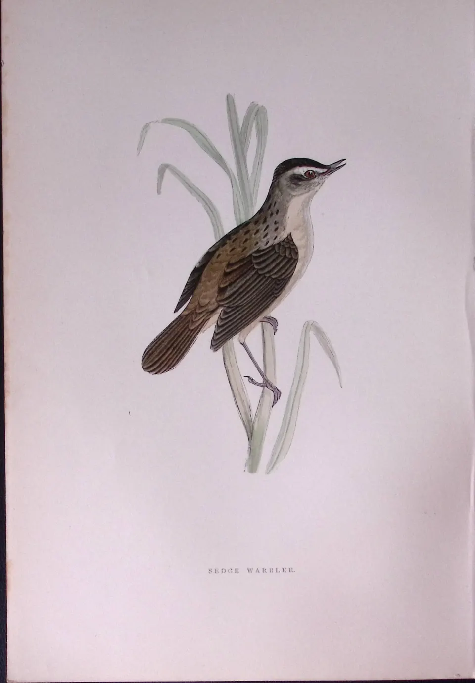 Sedge Warbler Rev Morris Antique History of British Birds 130 Years-Old Engraving-110