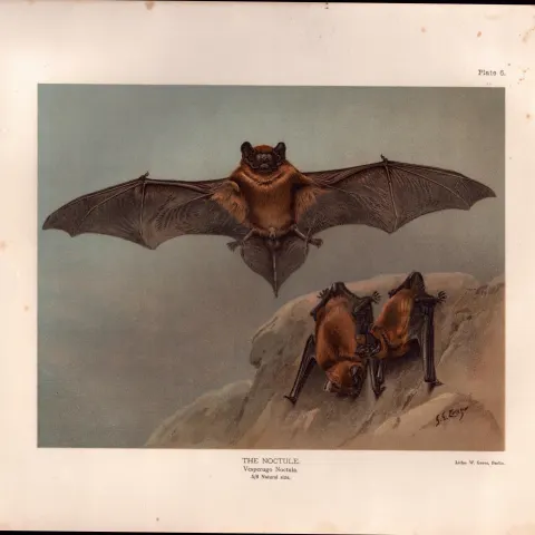 The Noctule Bat Rare Limited-Edition  J.G. Millais Coloured Antique Print-64.