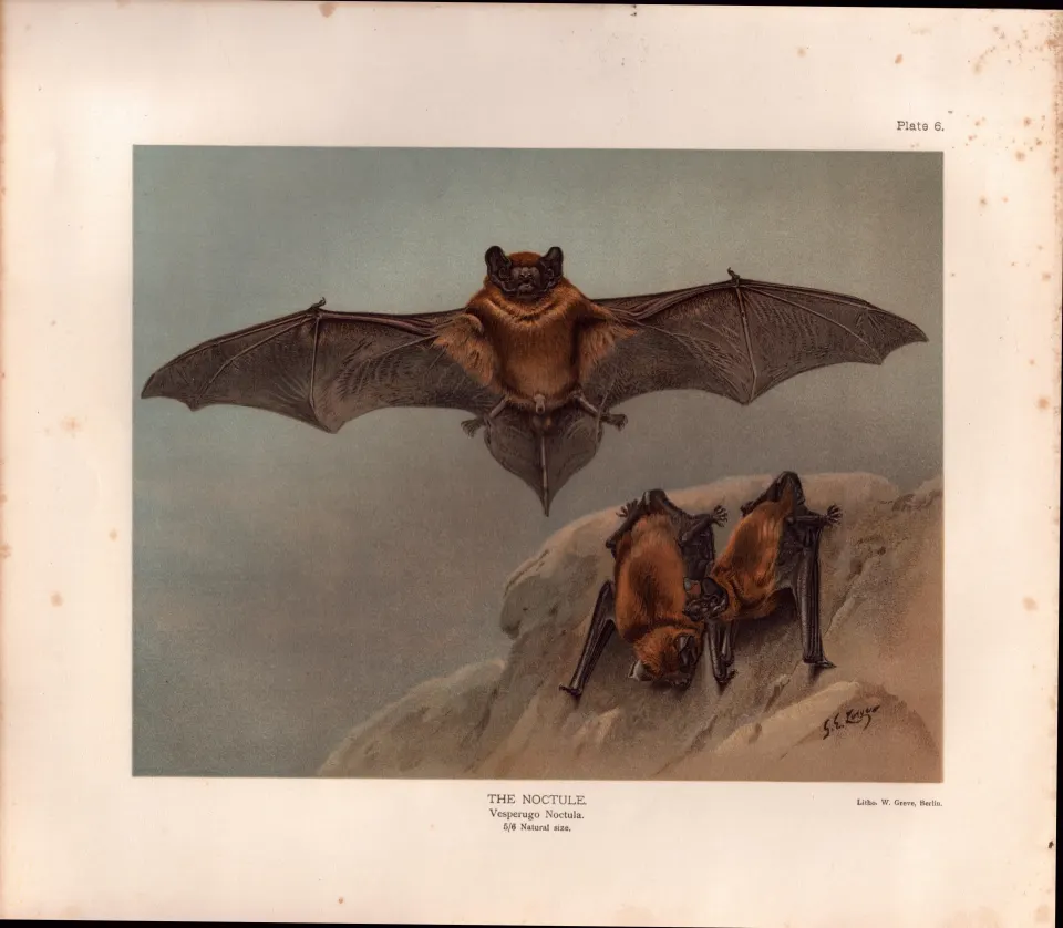 The Noctule Bat Rare Limited-Edition  J.G. Millais Coloured Antique Print-64.