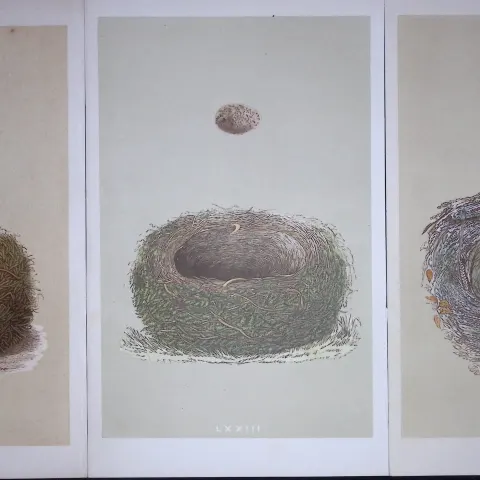 Job-Lot Bird Nests Woodchat, lark, & Stonechat Rev Morris Antique Engravings-7