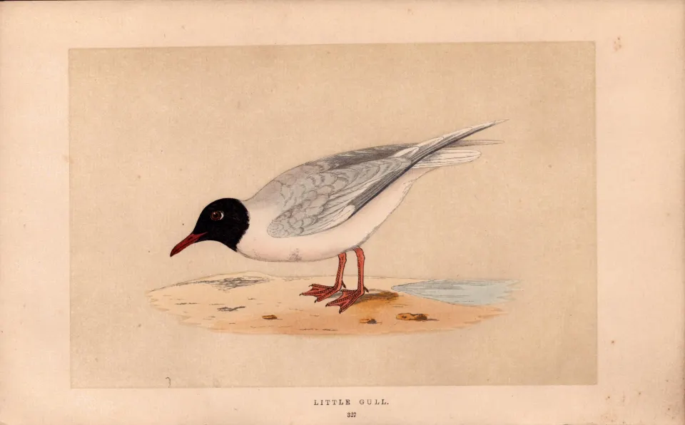 Little Gull Rev Morris Antique History of British Birds 170 Years-Old Engraving.