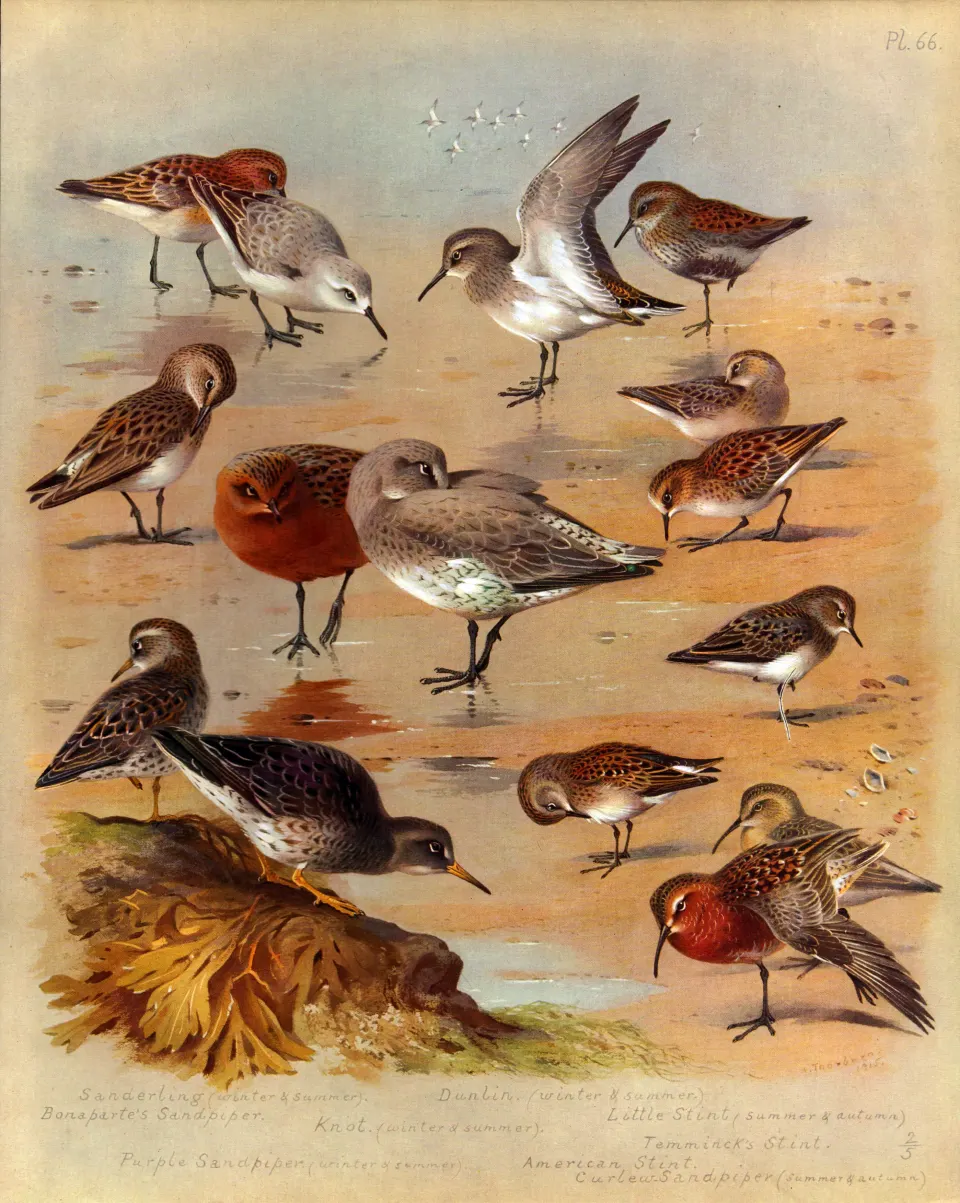 Antique Scarce First Edition Large Bird Print Sandpipers & Stints-66.