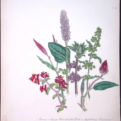 Rare 165-Yr-Old Antique Wildflower Gilt-Edged Illustration Jane Webb Loudon-52-A