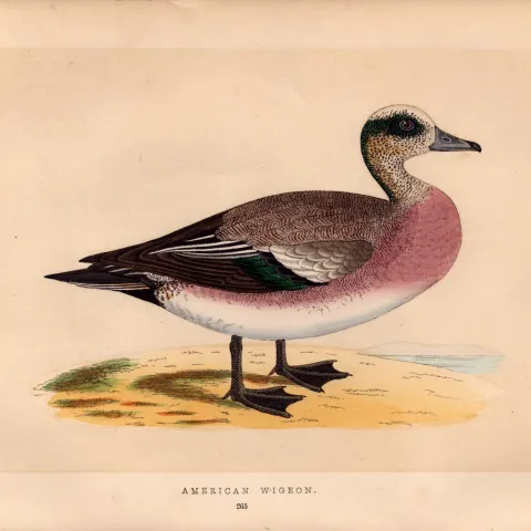 American Wigeon Rev Morris Antique History of British Birds Engraving.