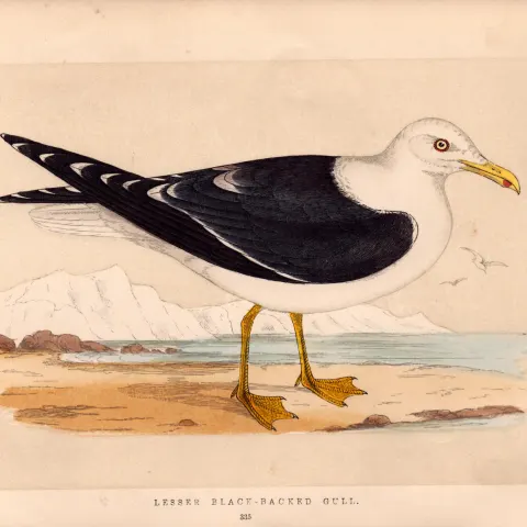 Lesser Black-Backed Gull Rev Morris Antique History of British Birds Engraving.