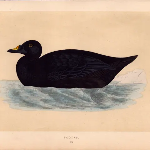 Common Scoter Rev Morris Antique History of British Birds Engraving.